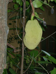 Affenbrot   (16/127)