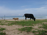 Khe am Strand? Vllig normal!   (27/127)