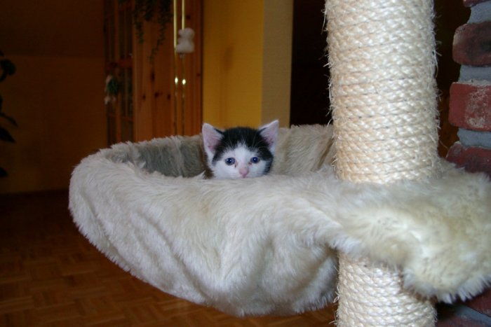 06260010_G.sized