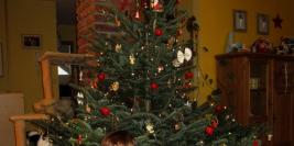 Weihnachten 2011